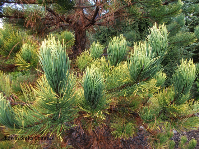 Pinus nigra 'Wabito'